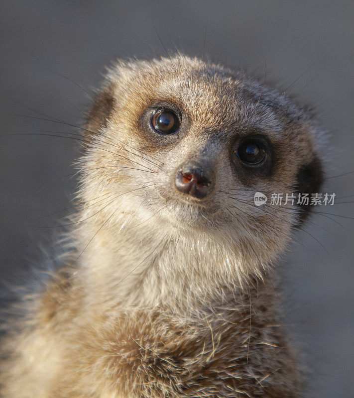 猫鼬 (Suricata suricatta) 肖像